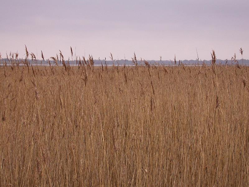 Bulcamp Marshes - DSCN3695.JPG